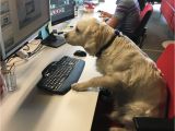 Is there A Dating Site for Animal Lovers Take Your Dog to Work Day Best Photos Of People Bringing their Pets