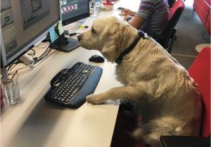 Is there A Dating Site for Animal Lovers Take Your Dog to Work Day Best Photos Of People Bringing their Pets