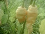 Jay S Peach Ghost Scorpion Jay 39 S Peach Ghost Scorpion Fresh 10 Peppers by Mail
