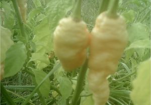 Jay S Peach Ghost Scorpion Jay 39 S Peach Ghost Scorpion Fresh 10 Peppers by Mail