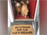 Just so You Know there S Like A Lot Of Dogs In Here Doormat Category Shirk Report Page 2twistedsifter