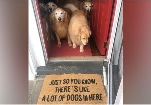 Just so You Know there S Like A Lot Of Dogs In Here Doormat Category Shirk Report Page 2twistedsifter