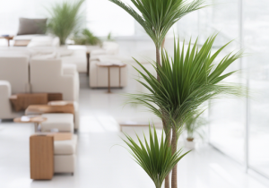 kinds-of-indoor-palm-trees-indoor-palm-images-which-are-the-typical-types-of-palm-2