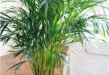 Kinds Of Indoor Palm Trees Indoor Palm Images which are the Typical Types Of Palm