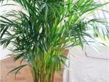 Kinds Of Indoor Palm Trees Indoor Palm Images which are the Typical Types Of Palm