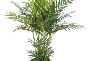 Kinds Of Indoor Palm Trees Indoor Palm Images which are the Typical Types Of Palm