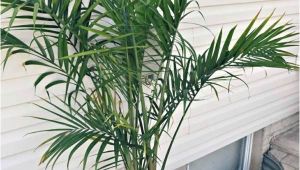 Kinds Of Indoor Palm Trees Indoor Palm Images which are the Typical Types Of Palm