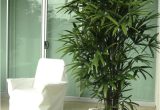 Kinds Of Indoor Palm Trees Palm Species Houseplants Rhapis Excelsa is One Of the