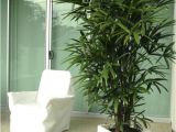 Kinds Of Indoor Palm Trees Palm Species Houseplants Rhapis Excelsa is One Of the