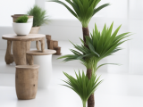 kinds-of-indoor-palm-trees-tropical-room-decor-small-indoor-palm-trees-indoor-plants