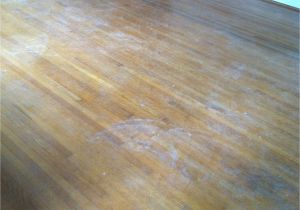 Laminate Flooring Dog Pee Exquisite Clean Wood Floors Dog Pee for Wood Floor