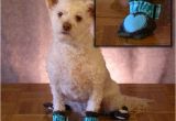 Laminate Flooring Dogs Slipping Best Dog Booties for Hardwood Floors Gurus Floor