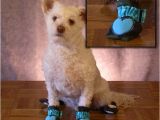 Laminate Flooring Dogs Slipping Best Dog Booties for Hardwood Floors Gurus Floor