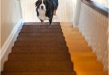 Laminate Flooring Dogs Slipping solutions for Dogs Slipping On Hardwood Floors Carpet Review