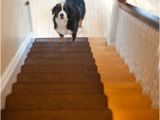 Laminate Flooring Dogs Slipping solutions for Dogs Slipping On Hardwood Floors Carpet Review