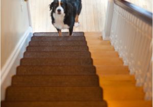 Laminate Flooring Dogs Slipping solutions for Dogs Slipping On Hardwood Floors Carpet Review