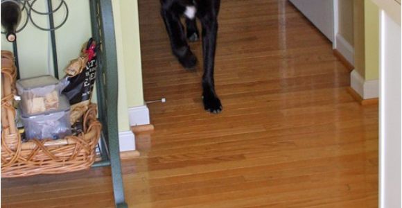 Laminate Flooring Dogs Slipping Tips for Dog Owners with Hardwood Floors the Log Home Guide