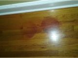 Laminate Flooring Dogs Urine Removing Pet Urine Stains From Hardwood Doityourself Com