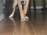 Laminate Flooring with Dogs Laminate Flooring Dog Nails Laminate Flooring