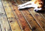 Laminate Flooring with Dogs Laminate Flooring Protect Laminate Flooring From Dogs
