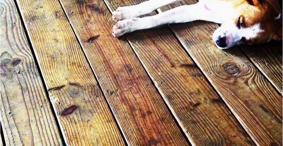 Laminate Flooring with Dogs Laminate Flooring Protect Laminate Flooring From Dogs