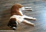 Laminate Flooring with Pets is Laminate A Pet Friendly Flooring