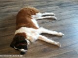 Laminate Flooring with Pets is Laminate A Pet Friendly Flooring
