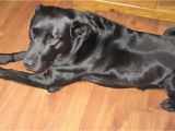 Laminate Flooring with Pets Pets and Laminate Flooring