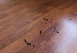 Laminate Wood Flooring with Dogs Homeofficedecoration Laminate Wood Flooring Dogs