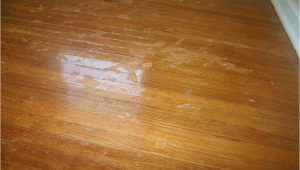 Laminate Wood Flooring with Dogs Laminate Wood Flooring Dogs Hawk Haven