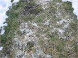 Lawn Sprinkler Repair fort Collins fort Collins Snow Mold Treatment fort Collins Lawn and