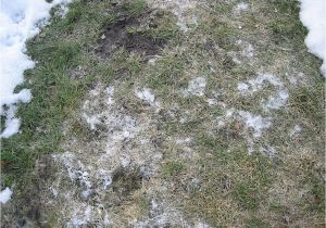 Lawn Sprinkler Repair fort Collins fort Collins Snow Mold Treatment fort Collins Lawn and