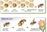 Lifespan Of A Bee Bee issues Pollinator org