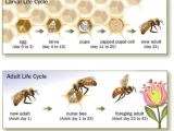 Lifespan Of A Bee Bee issues Pollinator org