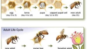 Lifespan Of A Bee Bee issues Pollinator org