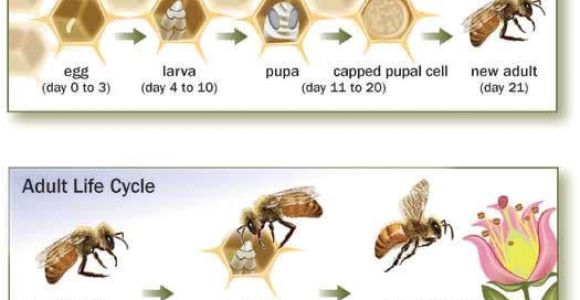 Lifespan Of A Bee Bee issues Pollinator org