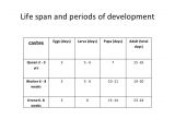 Lifespan Of A Bee Bee Keeping