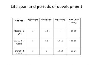 Lifespan Of A Bee Bee Keeping