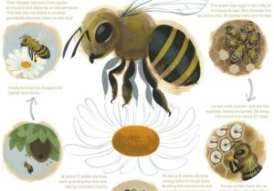 Lifespan Of A Bee Lesson 11 Honey Bee Life Cycle Coloring Pages Buzz Buzz