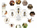 Lifespan Of A Bee Lifecycle Of A Honey Bee Science Bugs Spiders