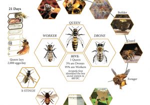 Lifespan Of A Bee Lifecycle Of A Honey Bee Science Bugs Spiders
