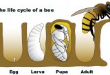 Lifespan Of A Bee Nasa Climate Kids A Bee is More Than A Bug