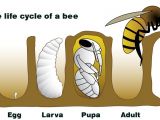 Lifespan Of A Bee Nasa Climate Kids A Bee is More Than A Bug