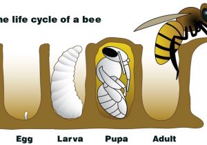 Lifespan Of A Bee Nasa Climate Kids A Bee is More Than A Bug