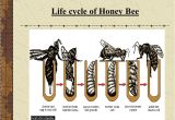 Lifespan Of A Bee Presentation Evs Class Iv Honey Bee Persented by Nirupma