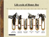 Lifespan Of A Bee Presentation Evs Class Iv Honey Bee Persented by Nirupma