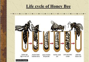 Lifespan Of A Bee Presentation Evs Class Iv Honey Bee Persented by Nirupma