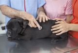 Liquid Downy Fabric softener Dog Urine Fabric softener Poisoning In Dogs Symptoms Causes Diagnosis