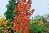 Liquidambar Styraciflua Slender Silhouette Liquidambar Styraciflua 39 Slender Silhouette 39 Amberbaum