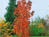 Liquidambar Styraciflua Slender Silhouette Liquidambar Styraciflua 39 Slender Silhouette 39 Amberbaum